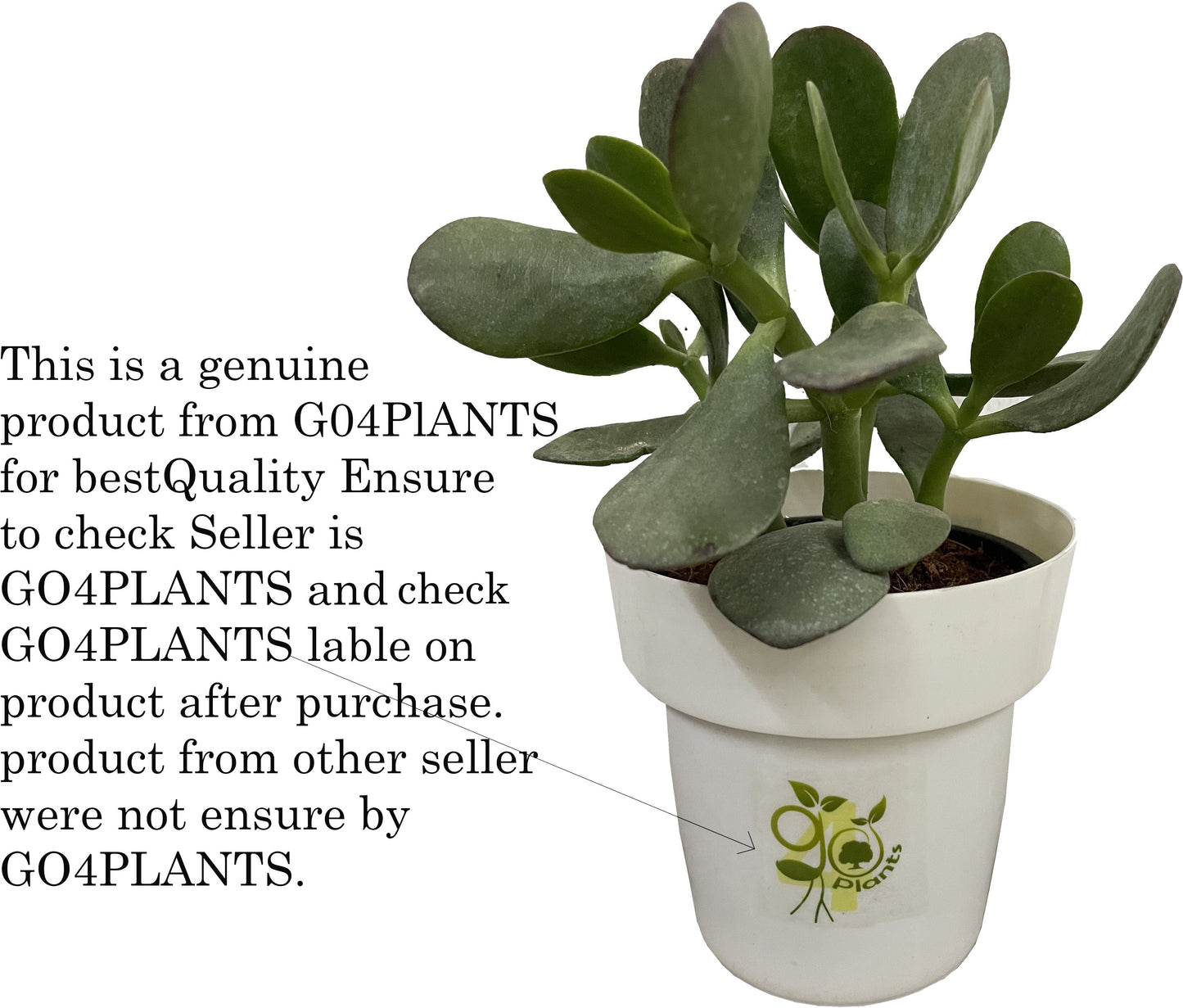 Seeds Shy/ Sleepy Live Flower Plant with Pot (Pack of 1)
