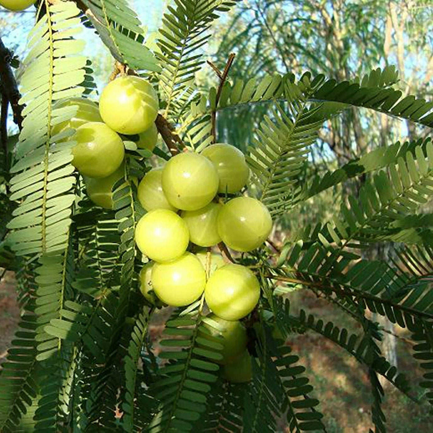 Seeds Phylllanthus Acidus Plants