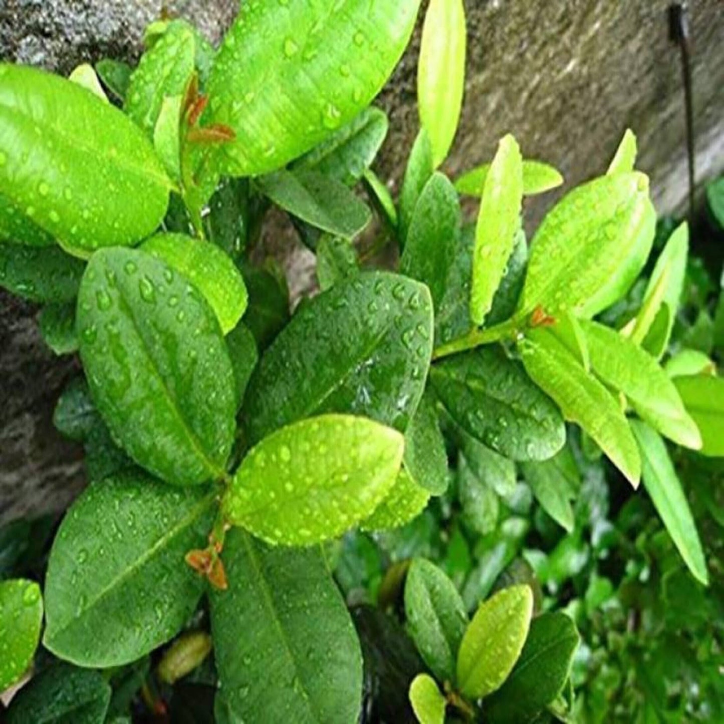 Seeds Grandiflora Clove Plant
