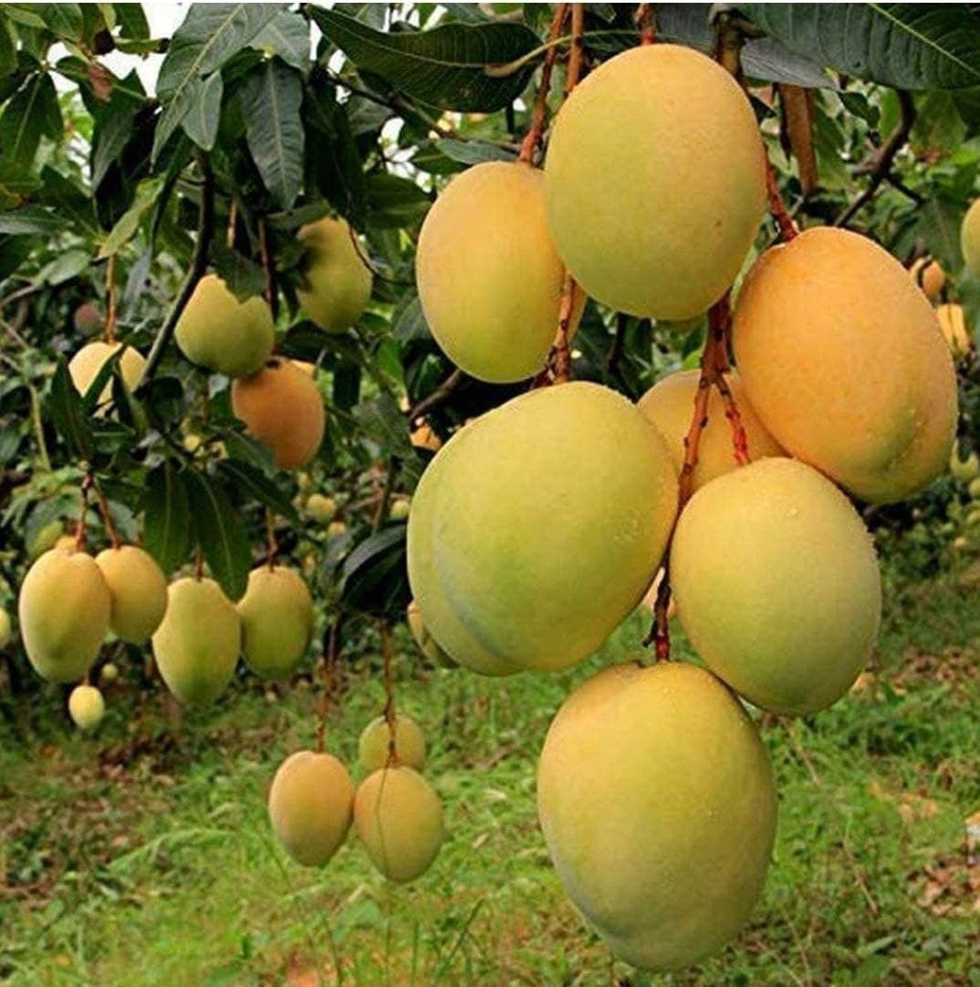 Seeds Alphonso Mango / Ratnagiri Mango Plant