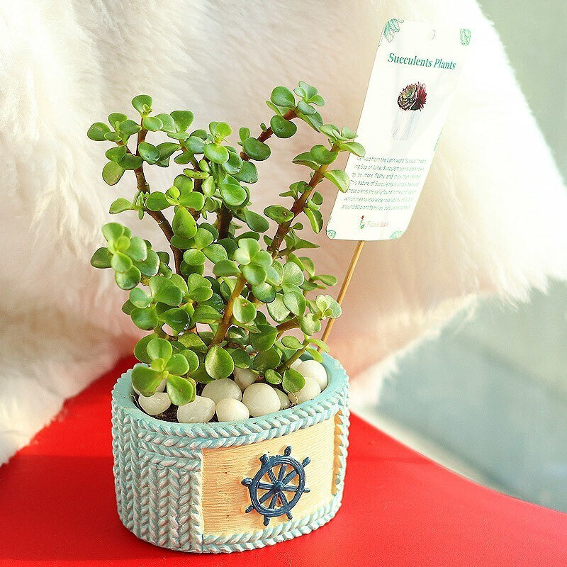 Seeds Jade Plant