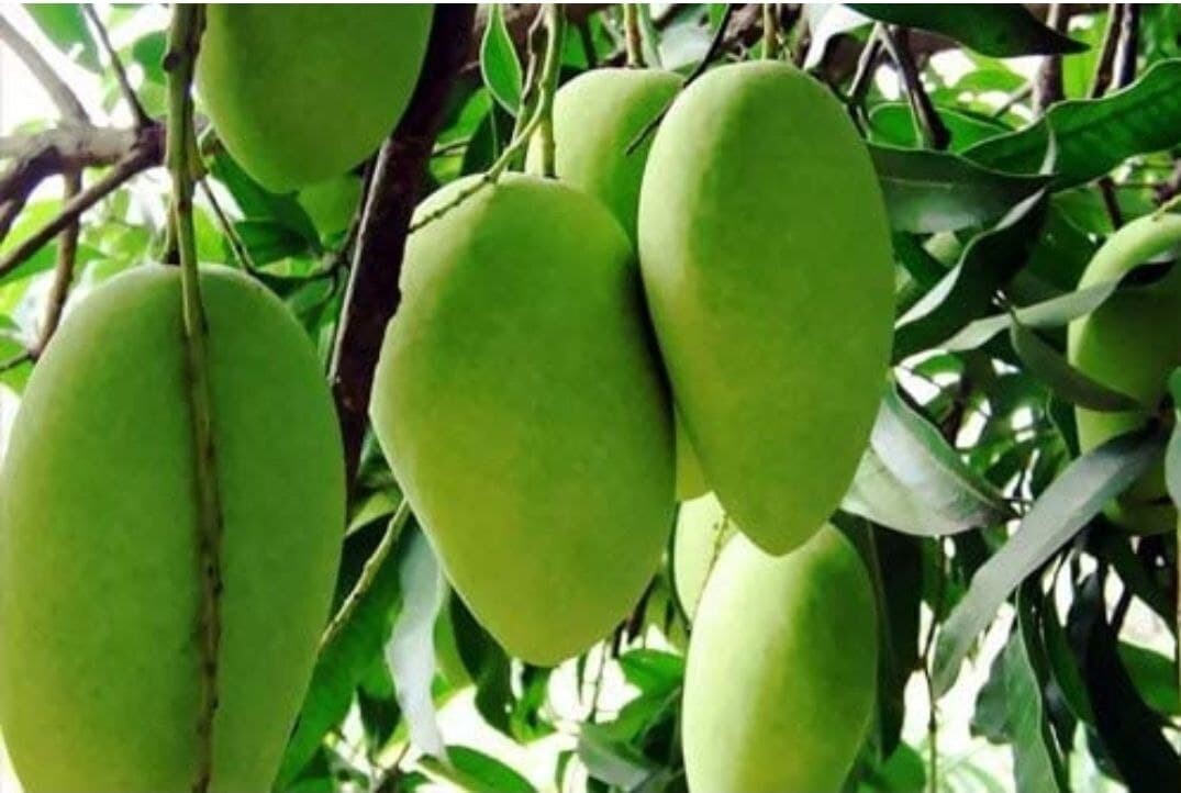 Seeds Dasheri Aam / Mango Plant