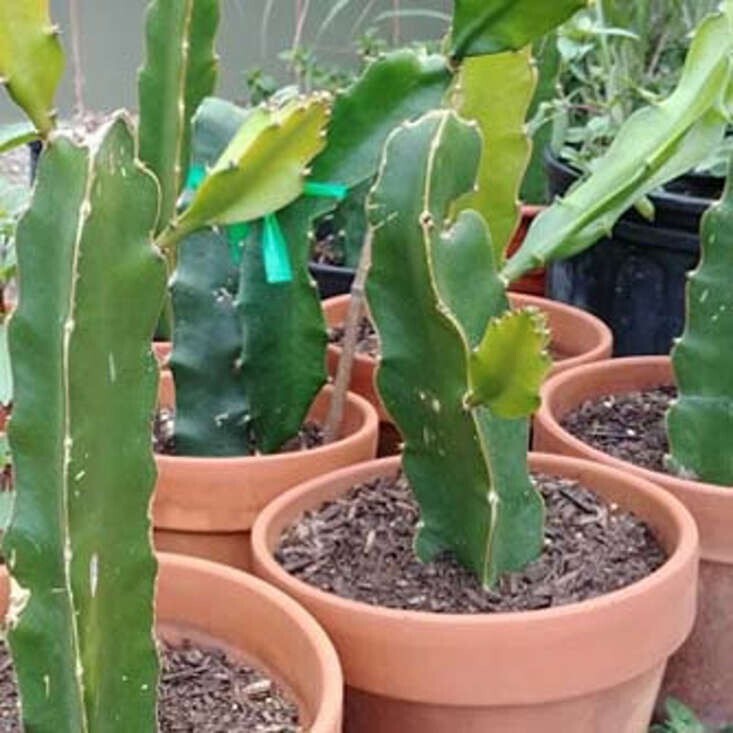 Seeds Live Dwarf Dragon Fruit Plant