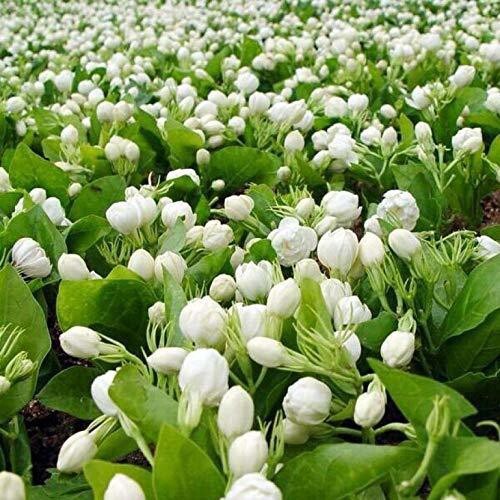 Seeds Flower Plant