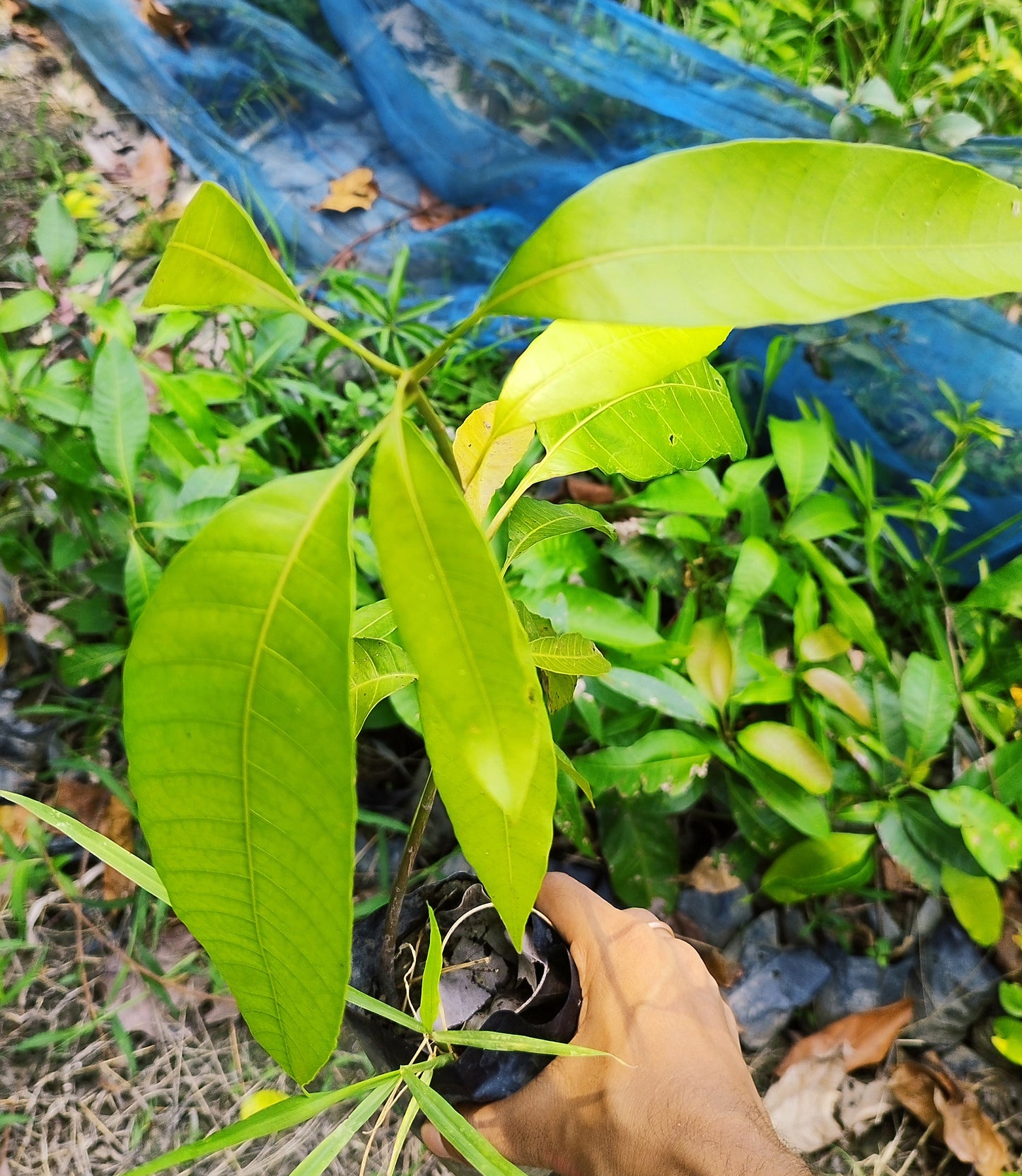 Seeds Hybrid Thai Banana Shaped Mango Grafted Live Plant