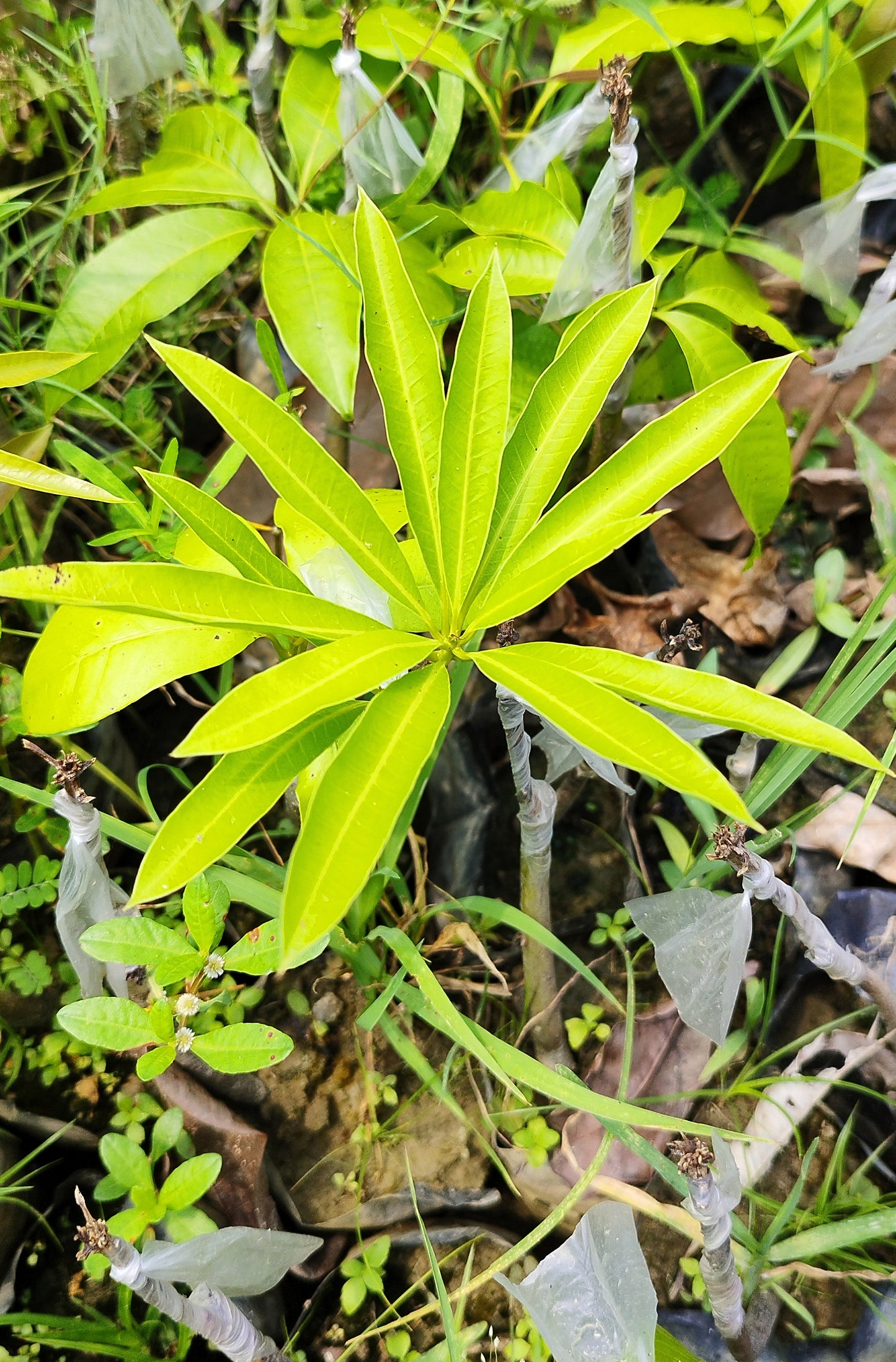Seeds Mango Plant