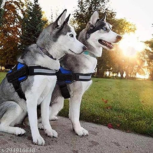Nylon Body Harness for Dog (Black & Blue, L)