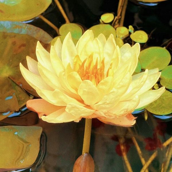 The Sacred Bonsai Bowl Lotus Flower (Pack of 20)