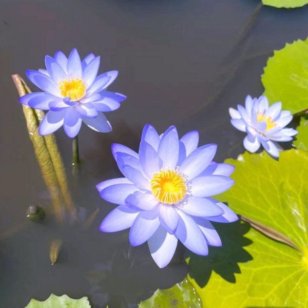 The Sacred Bonsai Bowl Lotus Flower (Pack of 20)