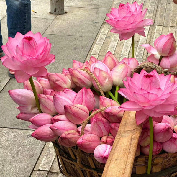 The Sacred Bonsai Bowl Lotus Flower (Pack of 20)