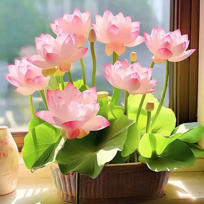 The Sacred Bonsai Bowl Lotus Flower (Pack of 20)