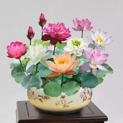 The Sacred Bonsai Bowl Lotus Flower (Pack of 20)