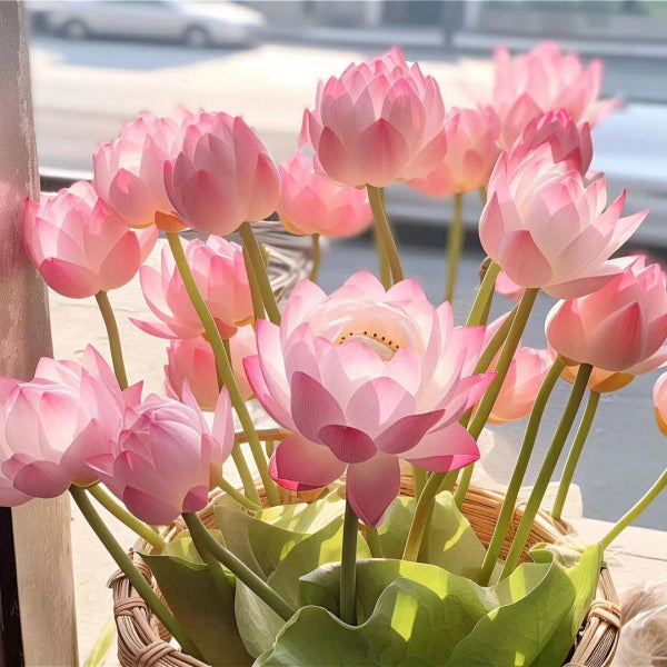 The Sacred Bonsai Bowl Lotus Flower (Pack of 20)