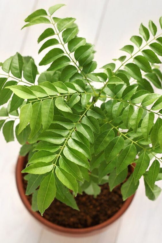 Seeds Curry Leaves Plant