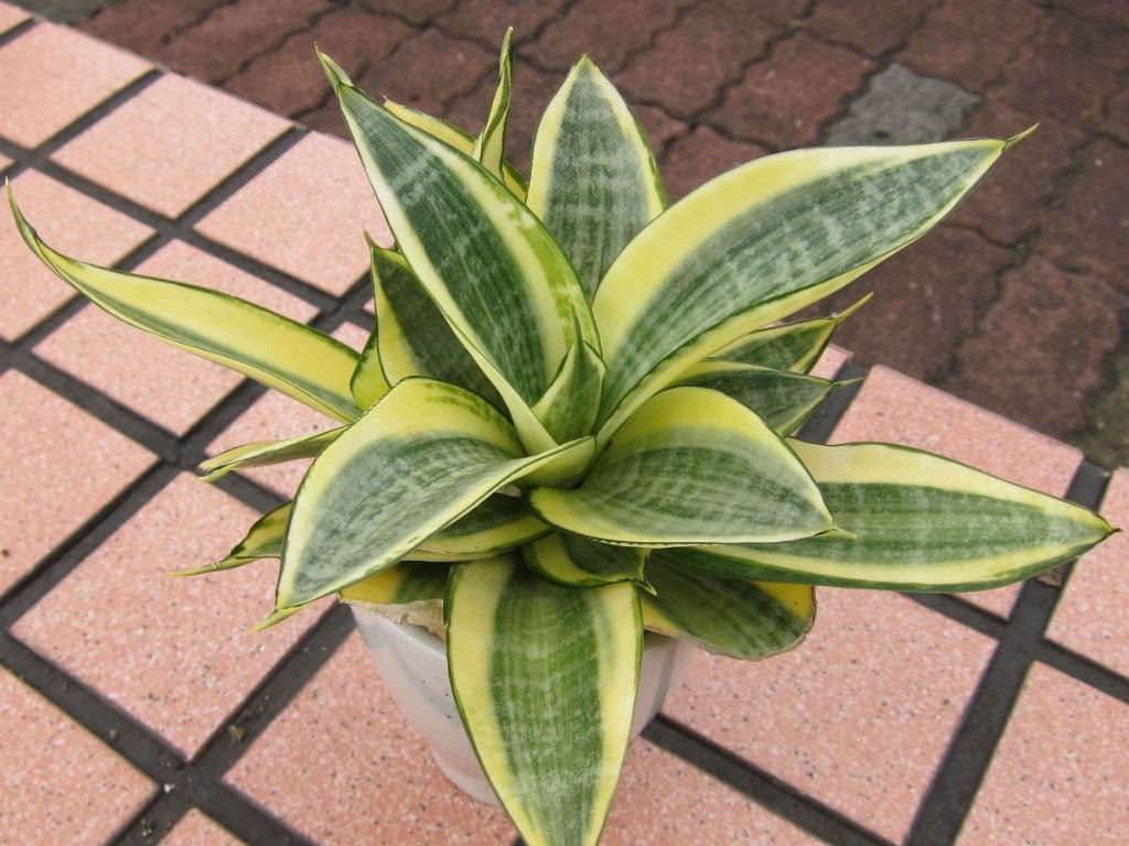 Seeds Snake Plant