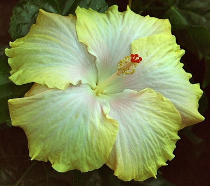 Seeds Flower Plant