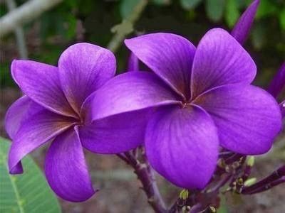 Seeds Amazing Pulmeria Flower