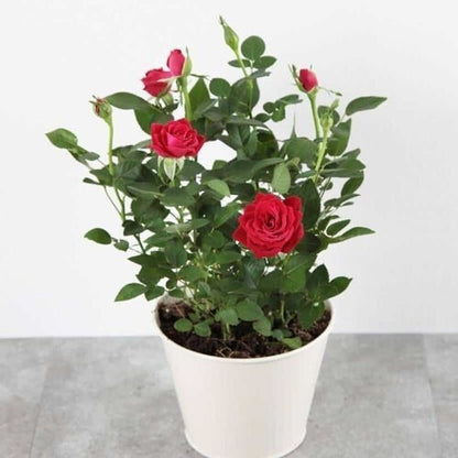 Seeds Red Rose Plant