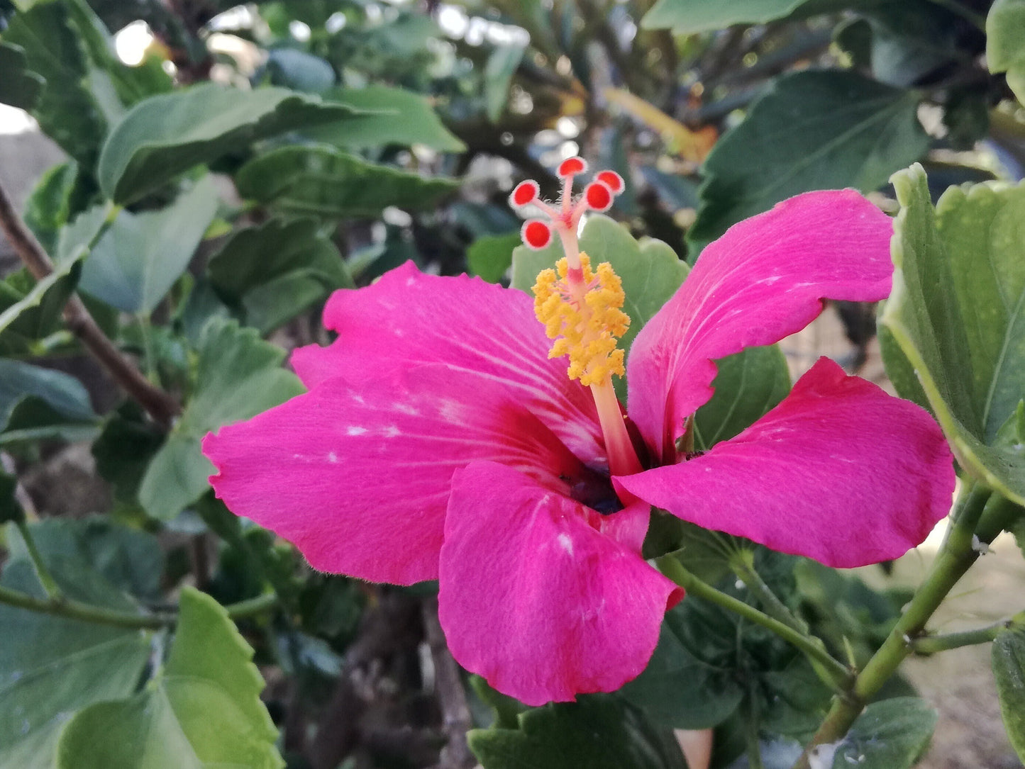 Seeds Hibiscus Pink