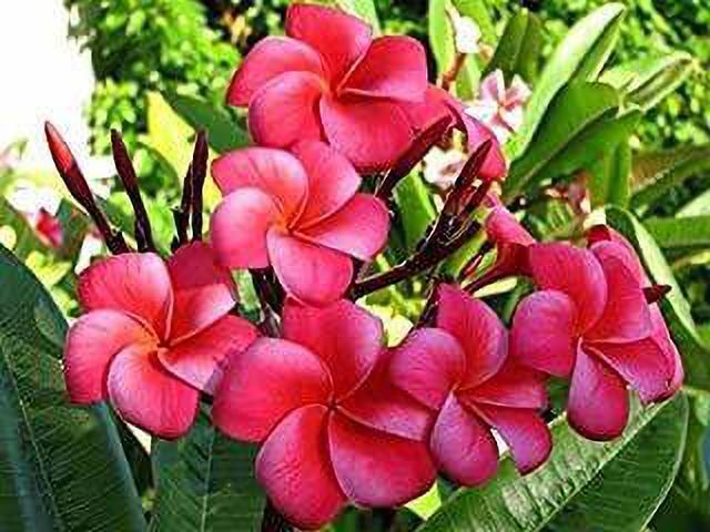 Seeds Champa Plant