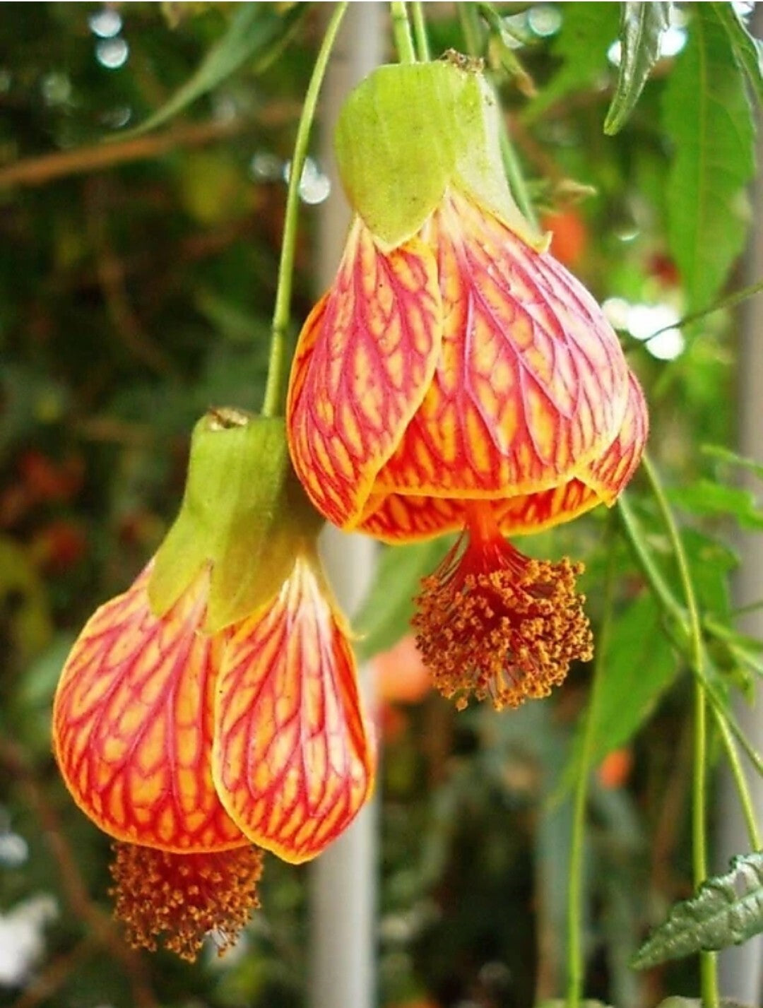 Seeds Live Hybrid Lantern Hibiscus Plant