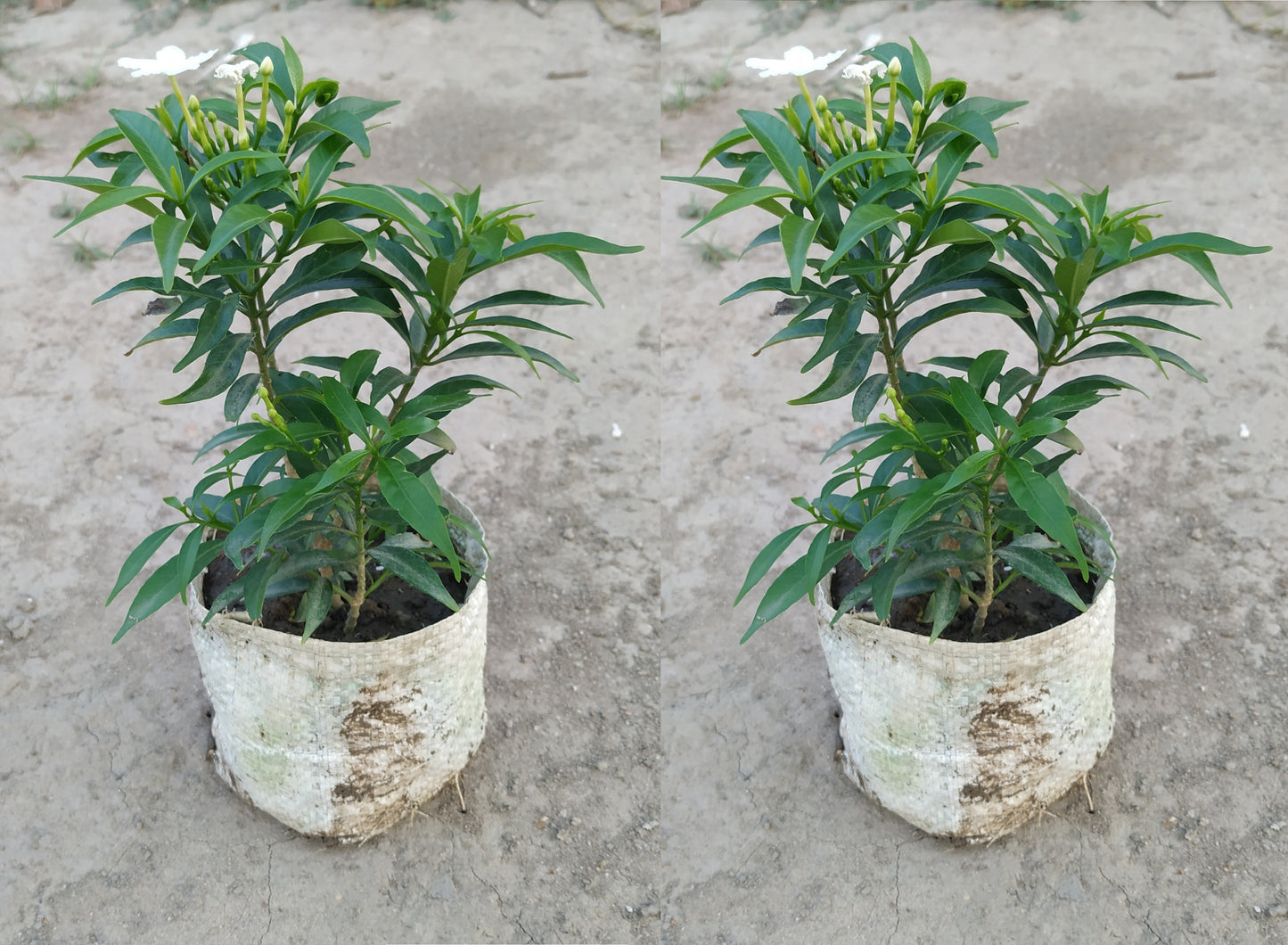 Seeds Jasmine Plant