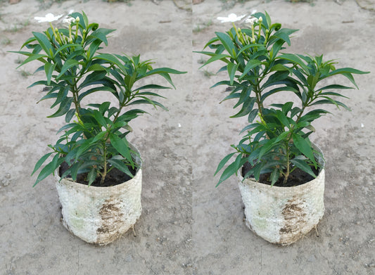 Seeds Jasmine Plant