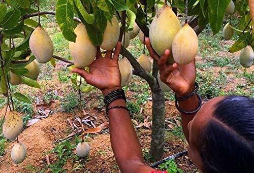 Seeds Mango Plant
