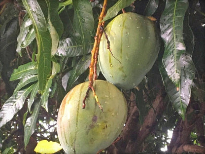 Seeds Bombay Dwarf Variety Mango Live Plant.