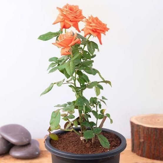 Seeds Rose Plant