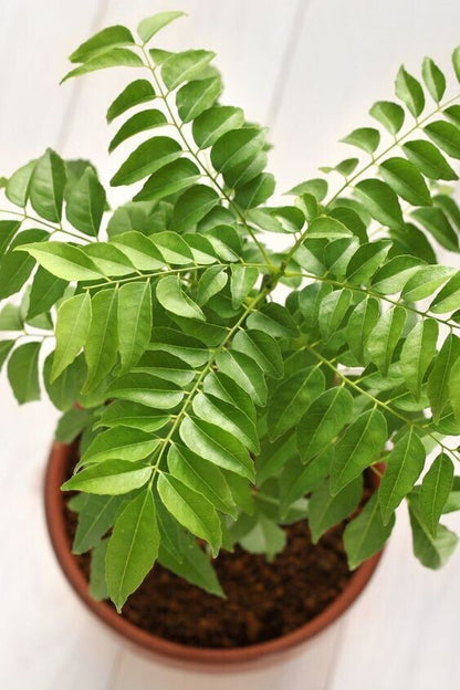 Seeds Curry Leaves Plant