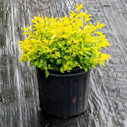 Seeds Live Golden Duranta Plants