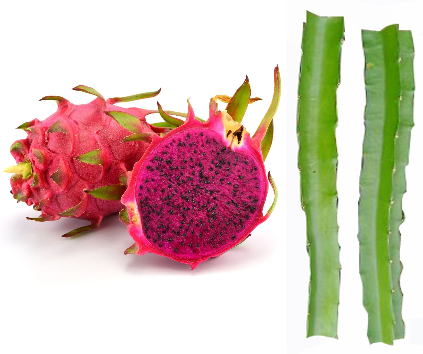 Seeds Dragon Fruit Plant