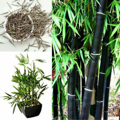 Seeds Chaina Bamboo Plant
