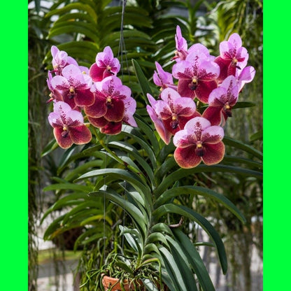 Seeds Orchid Plant