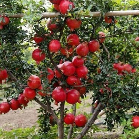 Seeds Anar Plant