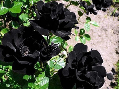 Seeds Rose Flower