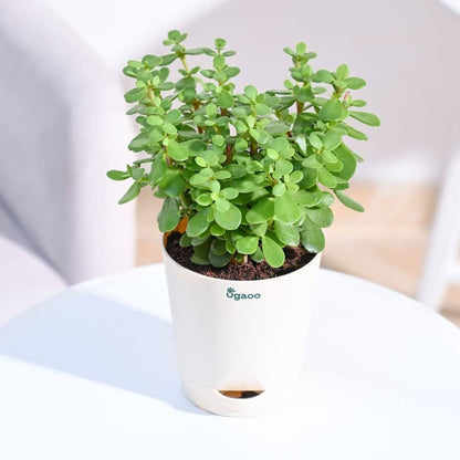 Seeds Jade Plant