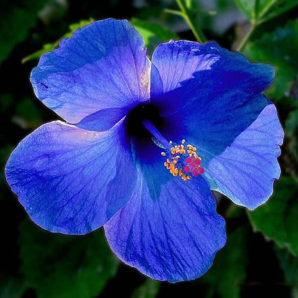 Seeds Blue Hibiscus