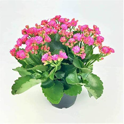 Seeds Kalanchoe Plant