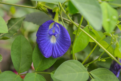 Seeds Plant-Shangu Pushpam