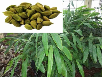 Seeds Eliche Plant