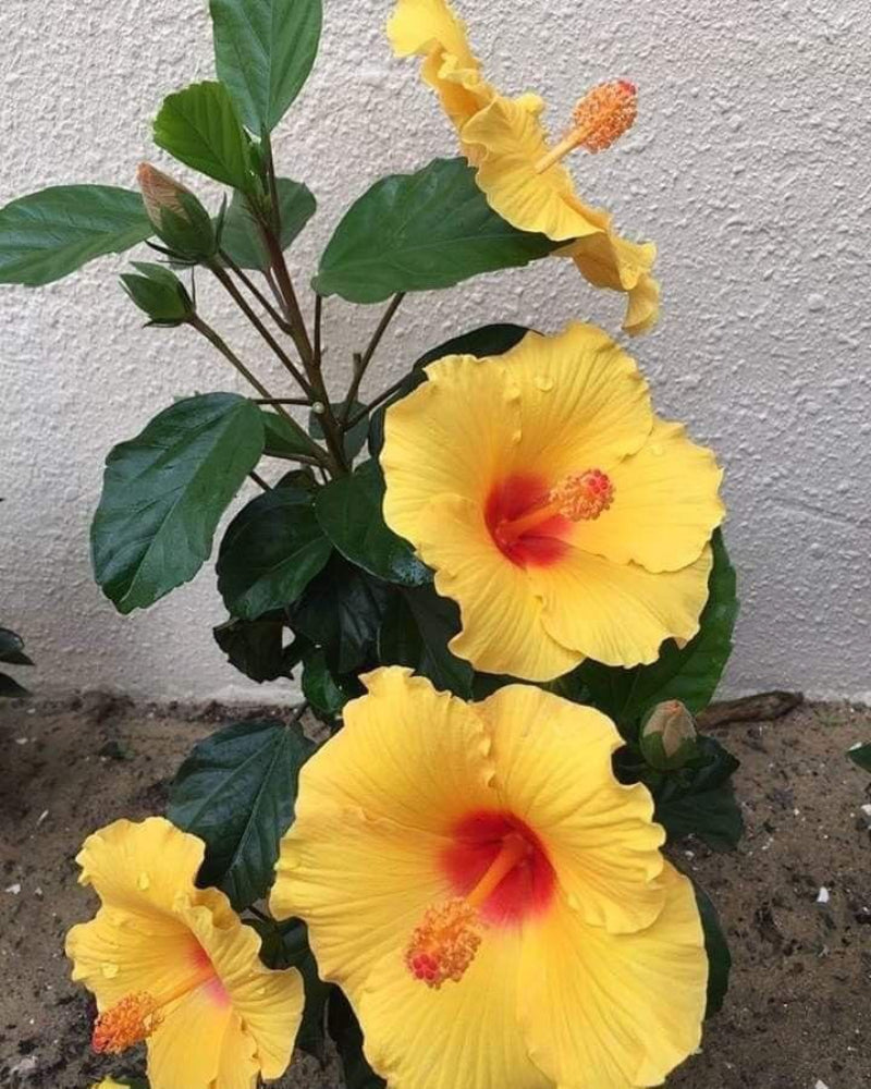 Seeds Hibiscus
