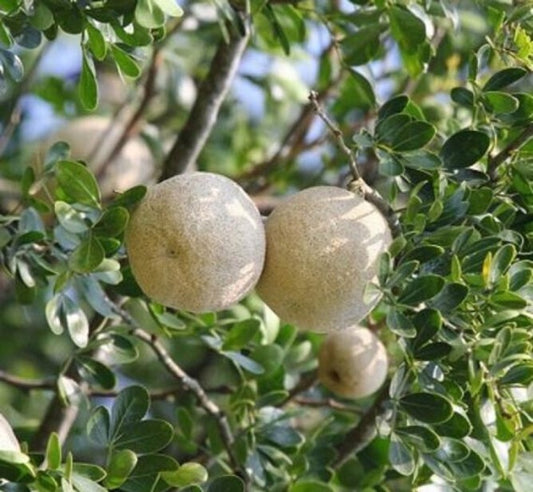 Seeds Thai Wood Apple Live Plant- Popular Among Indian/Bengali Street Food