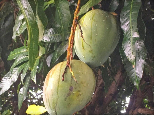 Seeds Bombay Dwarf Variety Mango Live Plant.