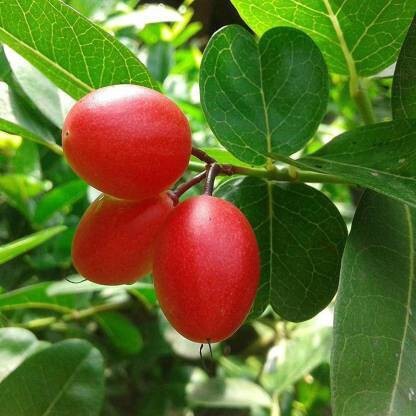 Seeds Karonda Plant/Karmocha Live Plant
