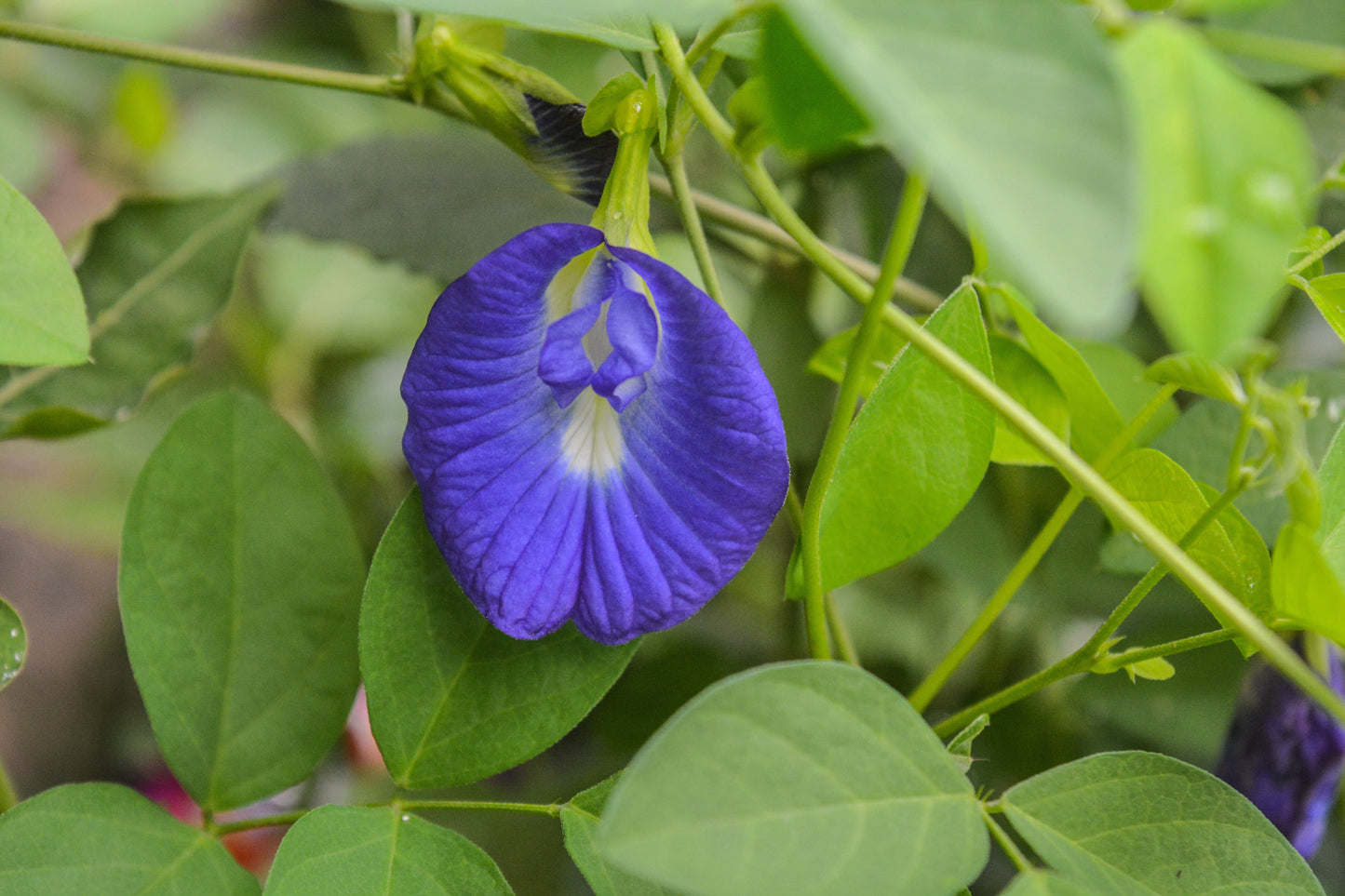 Seeds Plant-Shangu Pushpam
