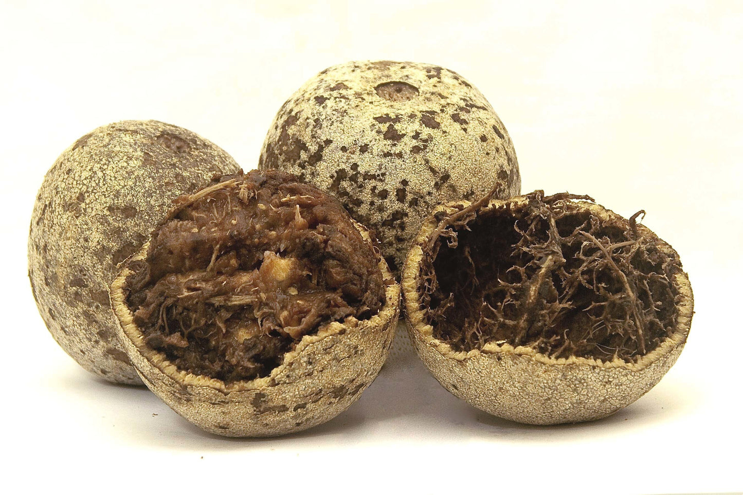 Seeds Thai Wood Apple Live Plant- Popular Among Indian/Bengali Street Food
