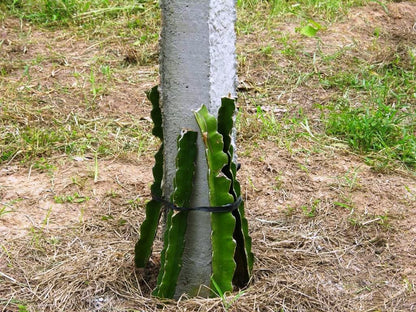 Seeds Dragon Fruit Plant
