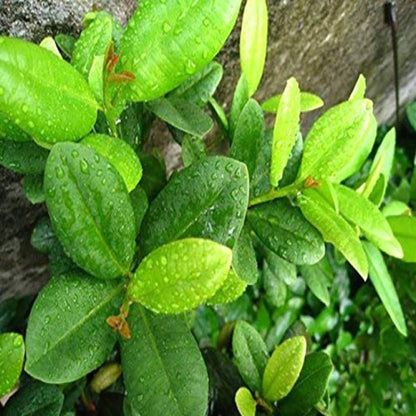Seeds Grandiflora Clove Plant
